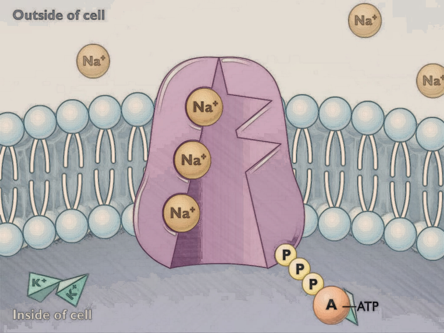 Sodium-Potassium Pump