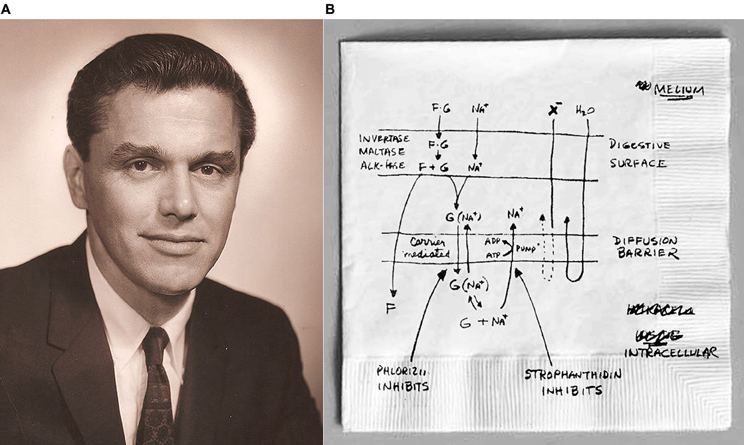 دکتر رابرت کرین مکانیسم بازجذب گلوکز به کمک یون سدیم را توضیح داد
