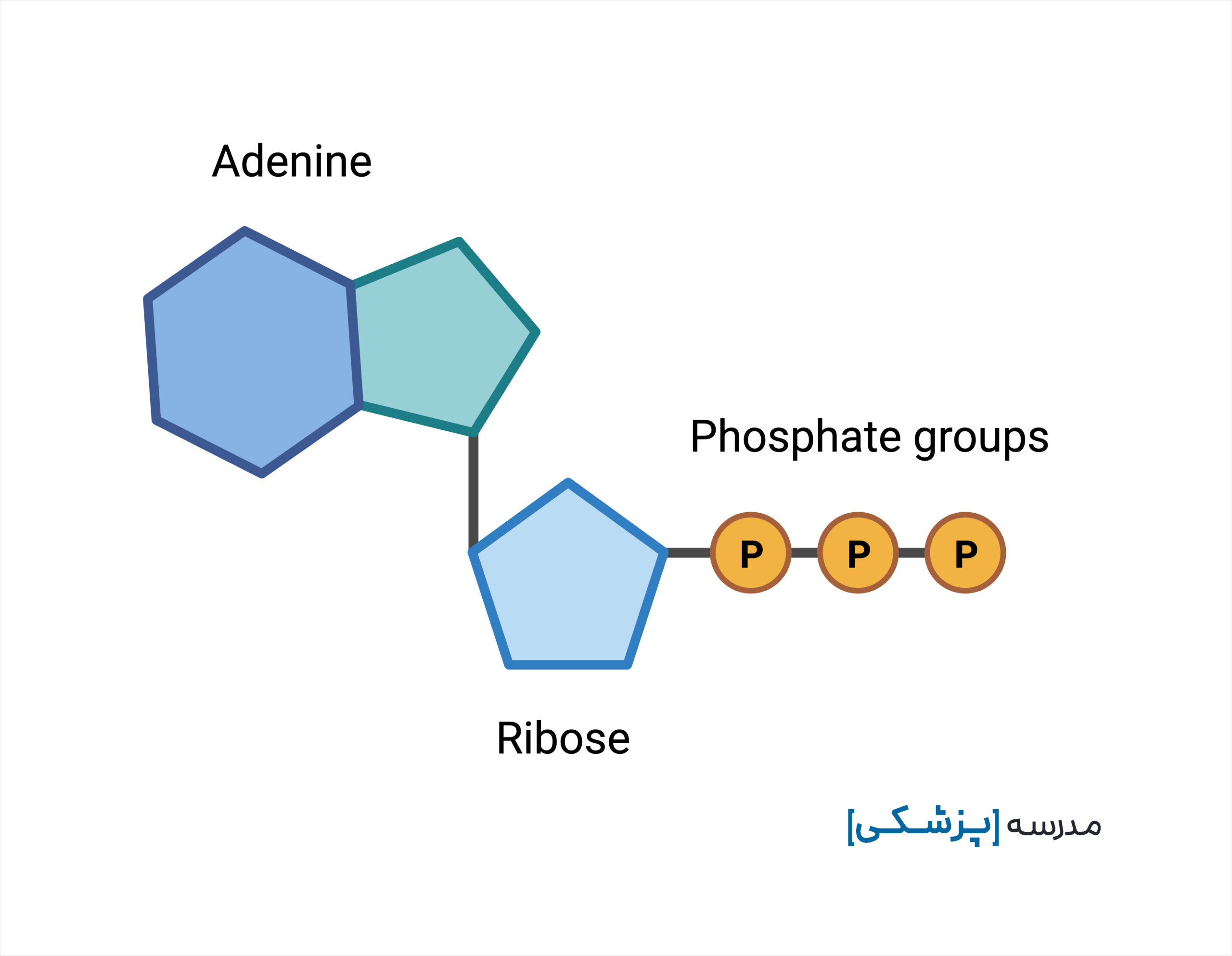 ATP - آدنوزین تری فسفات ساختار شیمیایی