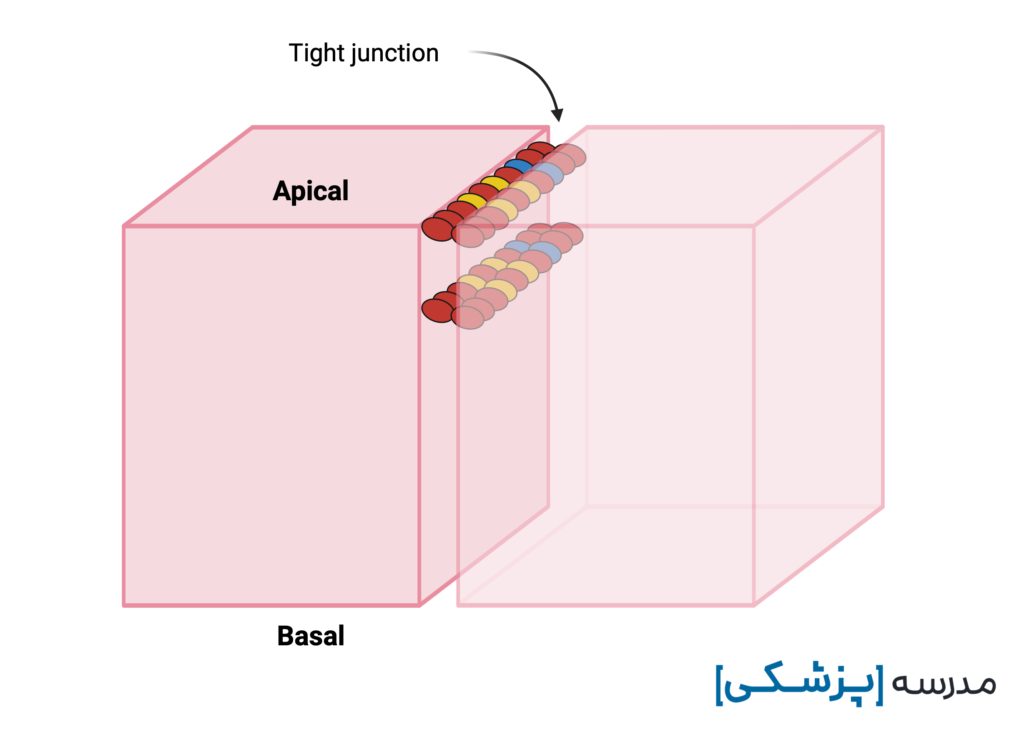 سلول قطبی و اتصالات محکم بین سلولی