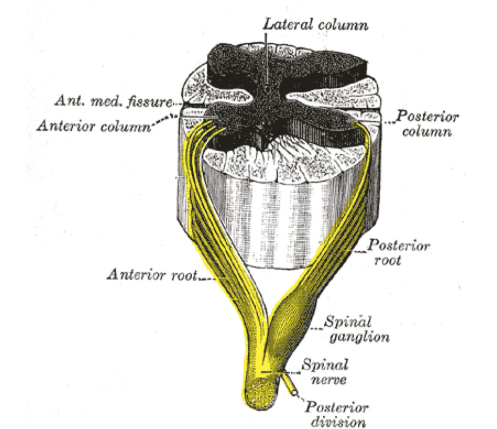 Dorsal root gang