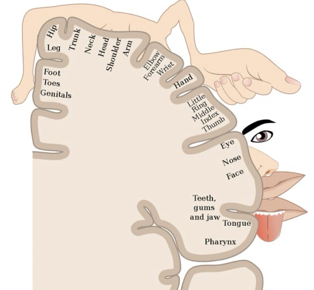 آدمک somatosensory
