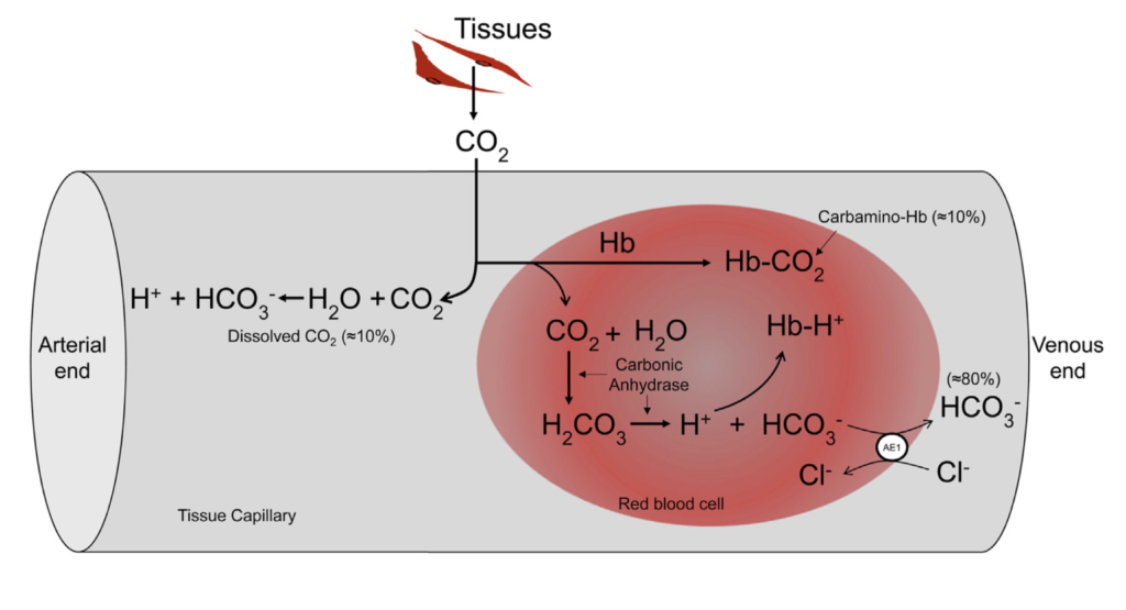 انتقال دی اکسید کربن CO2 در خون