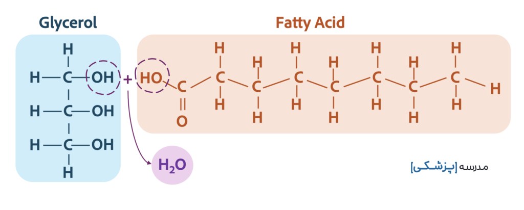fatty acid glycerol triglycerol